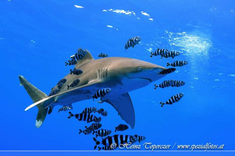 Fische2-5089