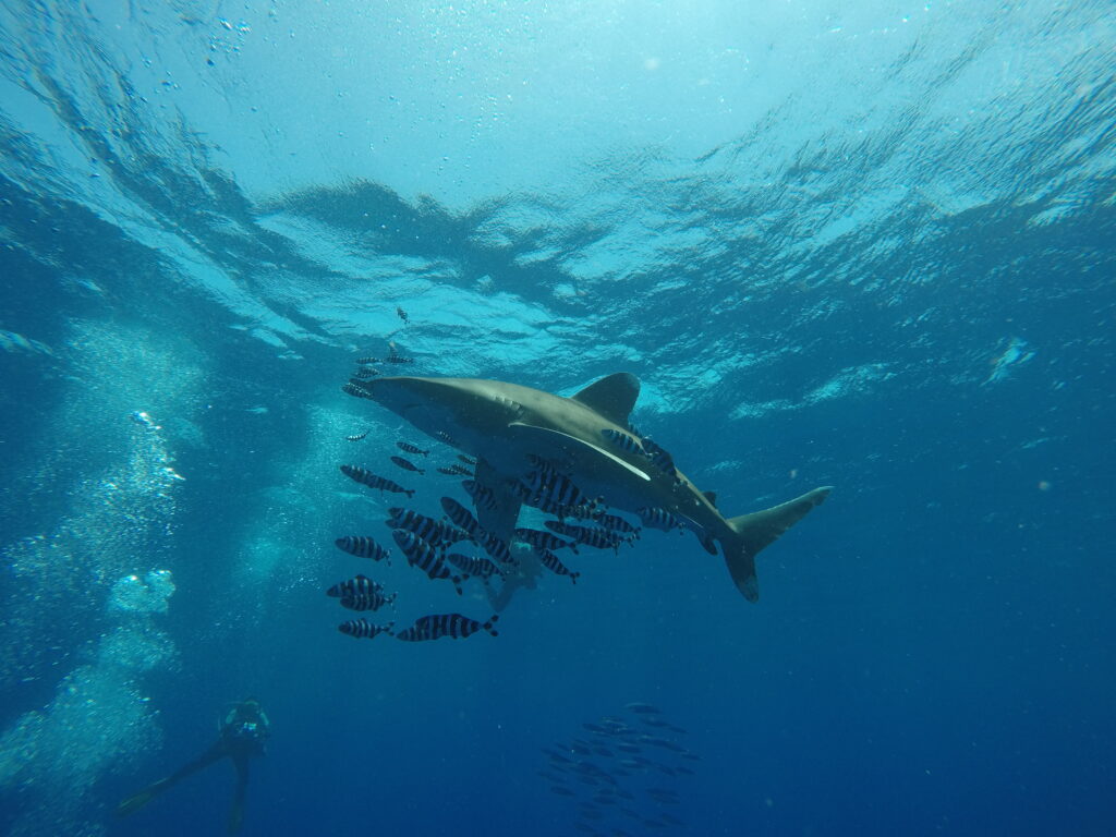 DCIM100GOPROGOPR0508.JPG