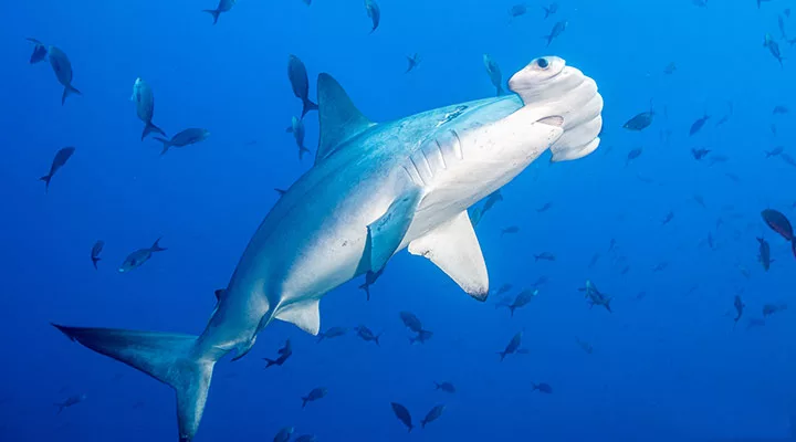 Cocos Island Hammerhai