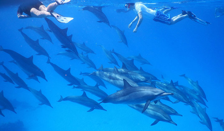 Delfine und Schnorchler im Roten Meer