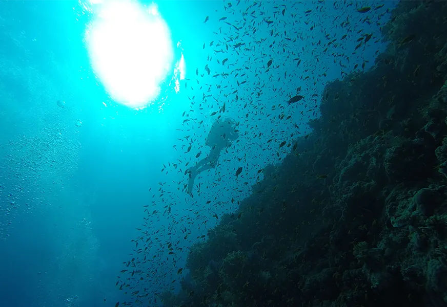 Eine Unterwasserszene in Saudi-Arabien, mit unberührten Korallenriffen, Mantarochen und Hammerhaien, umgeben von kristallklarem Wasser und buntem Meeresleben. Taucher schwimmen in kleinen Gruppen, begleitet von erfahrenen Guides.